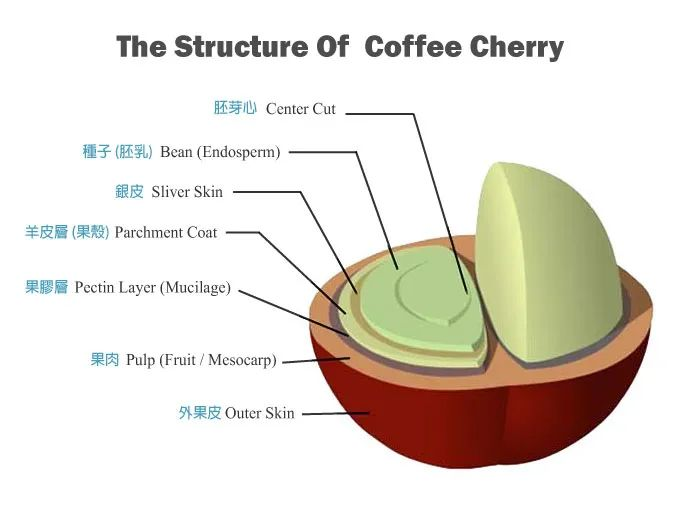 所以......咖啡到底算不算是豆浆？